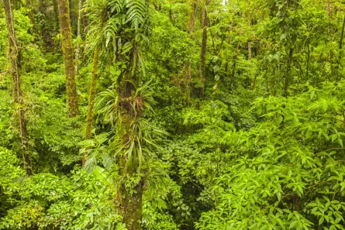 Framed Print : Central America, Costa Rica, Arenal. Rain forest foliage