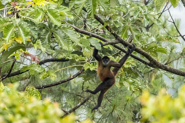 Central America, Costa Rica, Arenal. Spider monkey in tree