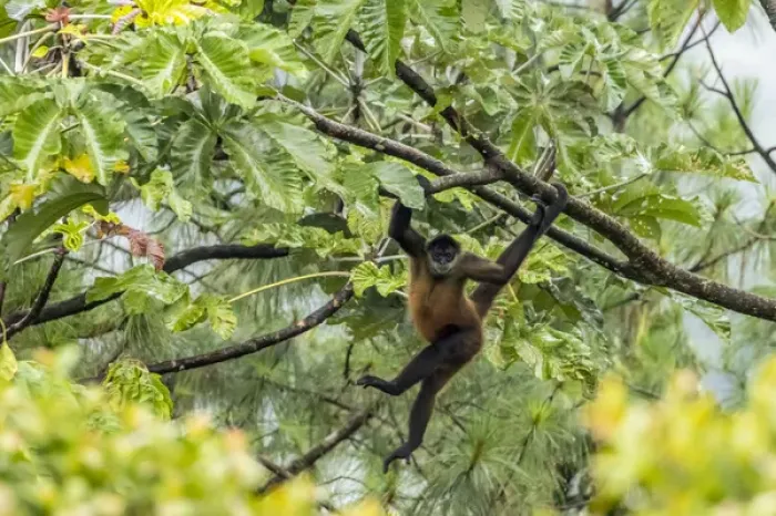 Framed Print : Central America, Costa Rica, Arenal. Spider monkey in tree
