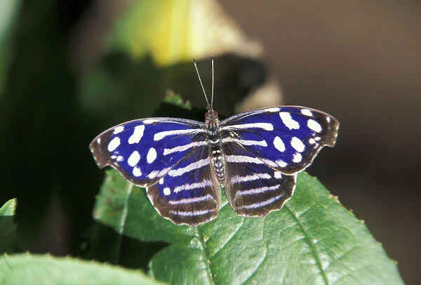 Central America, Costa Rica. Butterfly. Nymphalidae cyaniris