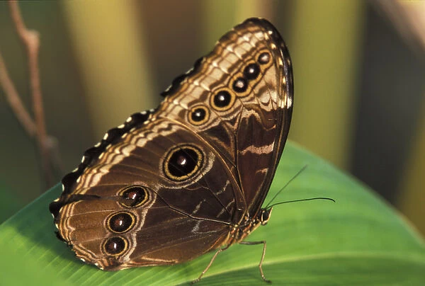 Central America, Costa Rica Butterfly Morpho Deidamia