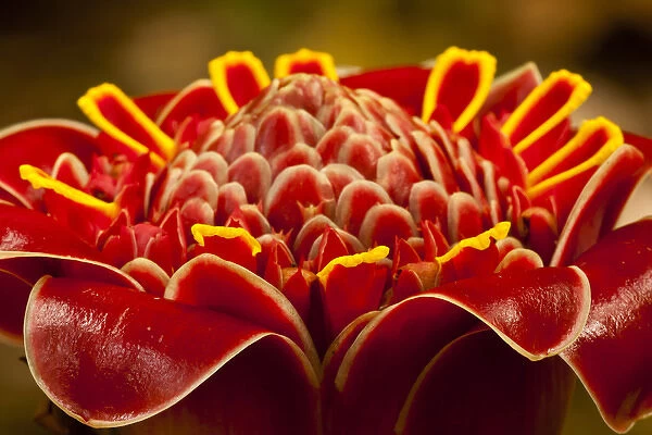 Central America, Costa Rica. Close-up of red torch ginger blossom