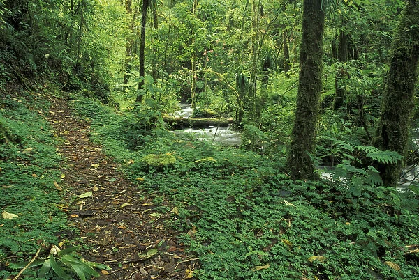 Central America, Costa Rica, Cloud Forest Trail