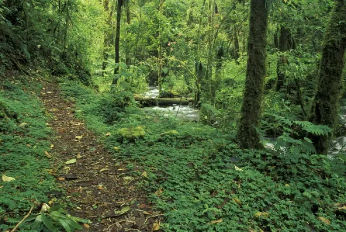 Framed Print : Central America, Costa Rica, Cloud Forest Trail