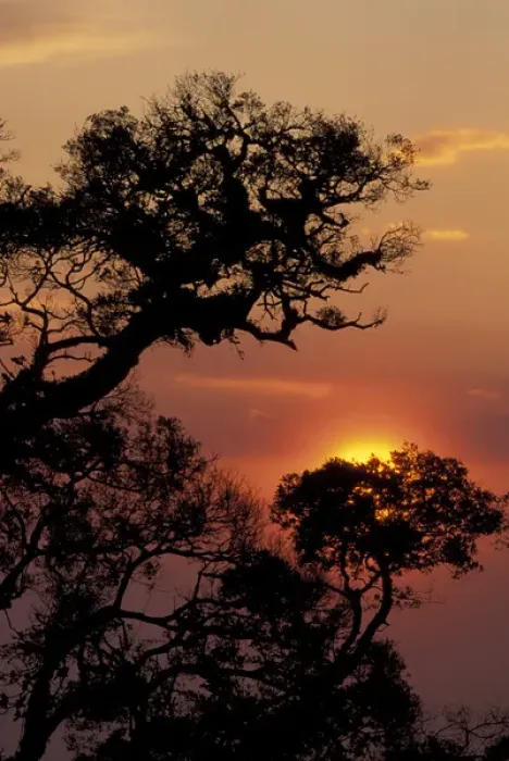 Framed Print : CENTRAL AMERICA, Costa Rica Costa Rican sunset with trees Framed Print : CENTRAL AMERICA, Costa Rica Costa Rican sunset with trees