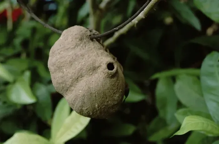 Framed Print : Central America - Costa Rica - Dominical - Mud wasp nest built on lone twig