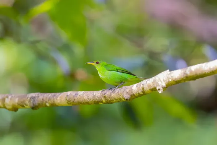 Framed Print : Central America, Costa Rica. Female green honeycreeper on limb Framed Print : Central America, Costa Rica. Female green honeycreeper on limb