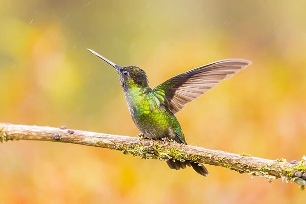Central America, Costa Rica. Female talamanca hummingbird on limb
