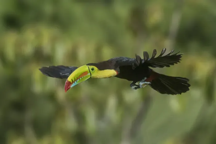 Framed Print : Central America, Costa Rica. Keel-billed toucan in flight
