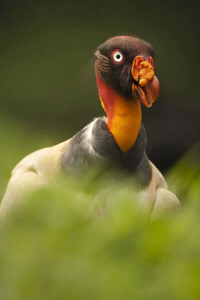 Central America, Costa Rica, King Vulture, Sarcoramphus papa, bird of prey