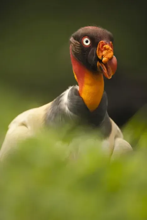 Framed Print : Central America, Costa Rica, King Vulture, Sarcoramphus papa, bird of prey Framed Print : Central America, Costa Rica, King Vulture, Sarcoramphus papa, bird of prey