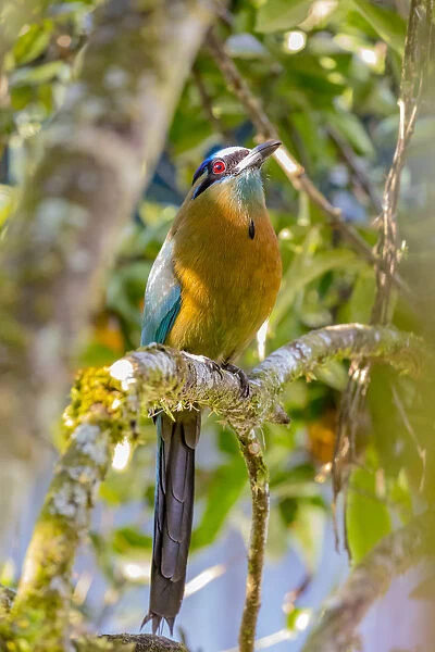 Central America, Costa Rica. Lessons motmot bird in tree