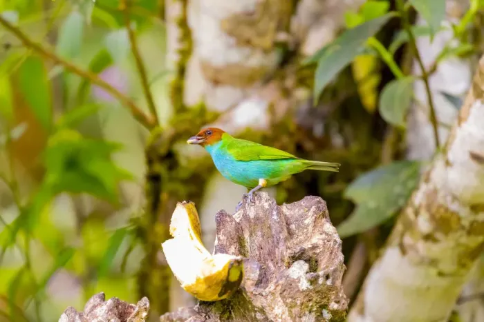 Framed Print : Central America, Costa Rica. Male bay-headed tanager feeding Framed Print : Central America, Costa Rica. Male bay-headed tanager feeding