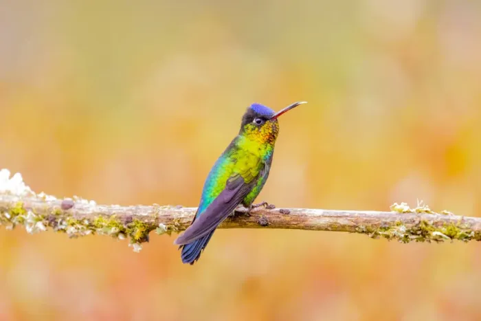 Framed Print : Central America, Costa Rica. Male fiery-throated hummingbird Framed Print : Central America, Costa Rica. Male fiery-throated hummingbird