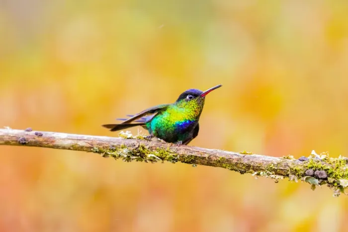 Framed Print : Central America, Costa Rica. Male fiery-throated hummingbird Framed Print : Central America, Costa Rica. Male fiery-throated hummingbird