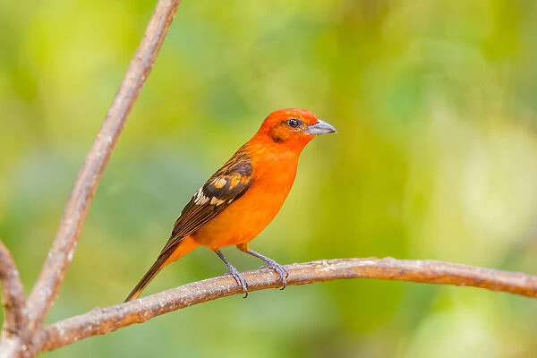 Central America, Costa Rica. Male flame-colored tanager