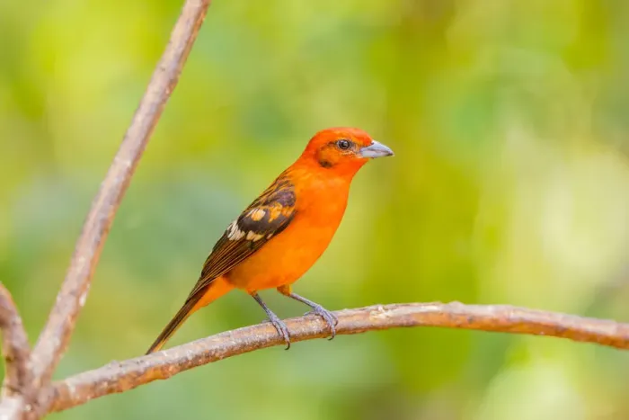 Framed Print : Central America, Costa Rica. Male flame-colored tanager Framed Print : Central America, Costa Rica. Male flame-colored tanager