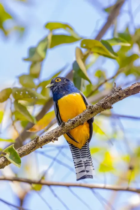 Framed Print : Central America, Costa Rica. Male gartered trogon Framed Print : Central America, Costa Rica. Male gartered trogon