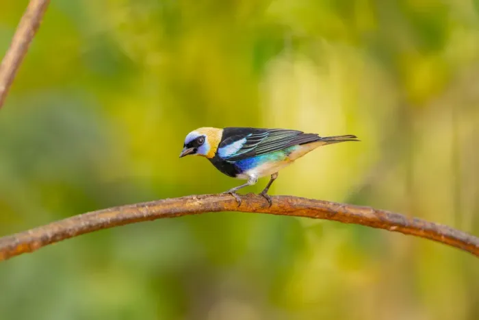 Framed Print : Central America, Costa Rica. Male golden-hooded tanager Framed Print : Central America, Costa Rica. Male golden-hooded tanager
