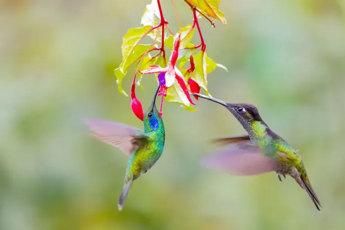 Framed Print : Central America, Costa Rica. Male hummingbirds feeding