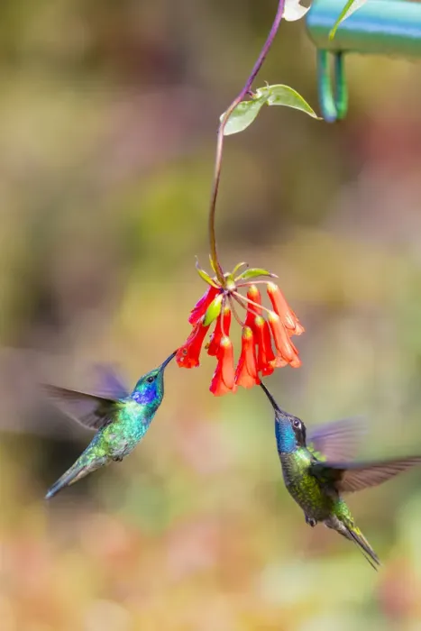 Framed Print : Central America, Costa Rica. Male hummingbirds feeding Framed Print : Central America, Costa Rica. Male hummingbirds feeding