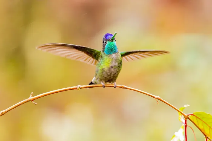 Framed Print : Central America, Costa Rica. Male talamanca hummingbird Framed Print : Central America, Costa Rica. Male talamanca hummingbird