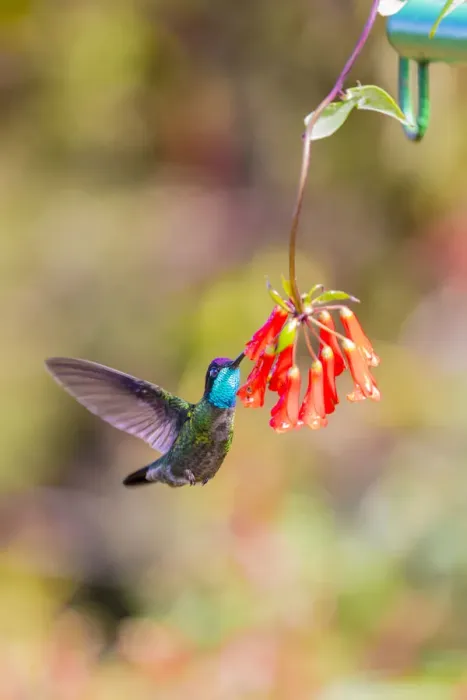 Framed Print : Central America, Costa Rica. Male talamanca hummingbird feeding