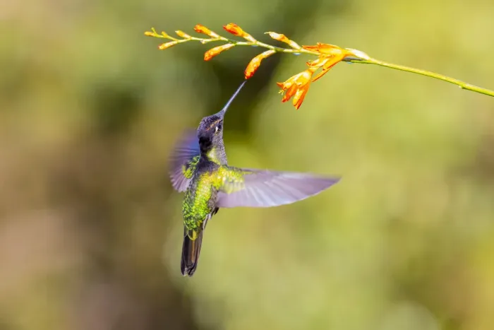 Framed Print : Central America, Costa Rica. Male talamanca hummingbird feeding