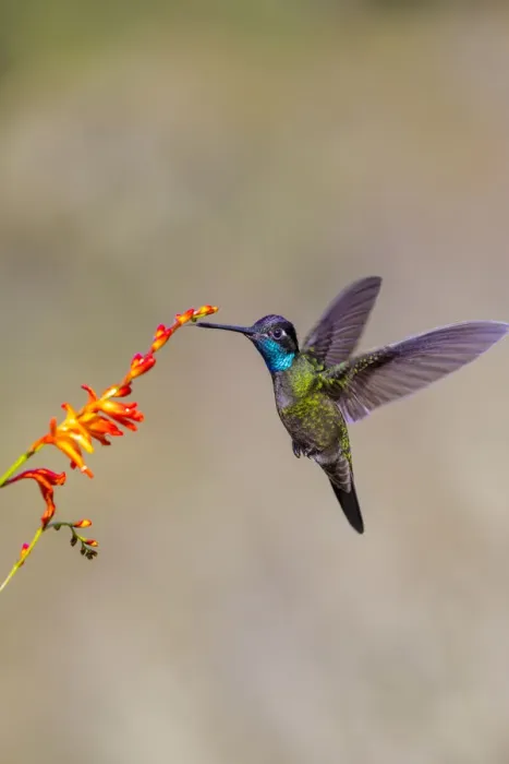 Framed Print : Central America, Costa Rica. Male talamanca hummingbird feeding Framed Print : Central America, Costa Rica. Male talamanca hummingbird feeding