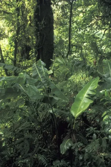 Framed Print : Central America, Costa Rica, Monte Verde. Cloud Forest Growth Framed Print : Central America, Costa Rica, Monte Verde. Cloud Forest Growth
