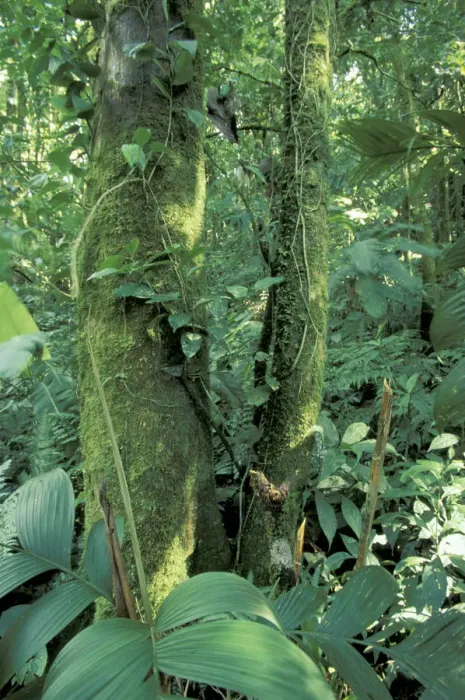 Framed Print : Central America, Costa Rica, Monte Verde Area. Moss-covered tree Framed Print : Central America, Costa Rica, Monte Verde Area. Moss-covered tree