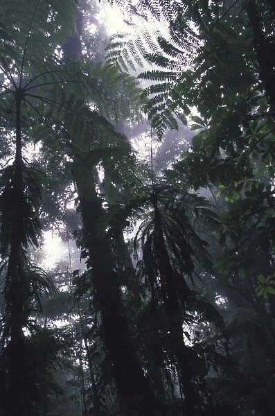 Central America, Costa Rica Monteverde Cloud Forest