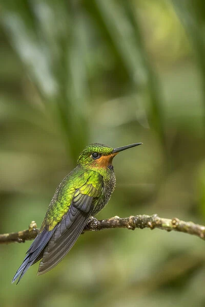 Central America, Costa Rica, Monteverde Cloud Forest Biological Reserve. Hummingbird on limb