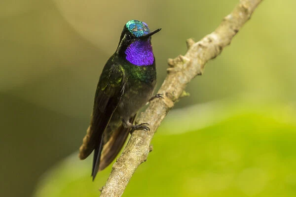 Central America, Costa Rica, Monteverde Cloud Forest Biological Reserve
