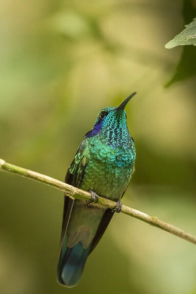 Central America, Costa Rica, Monteverde Cloud Forest Biological Reserve
