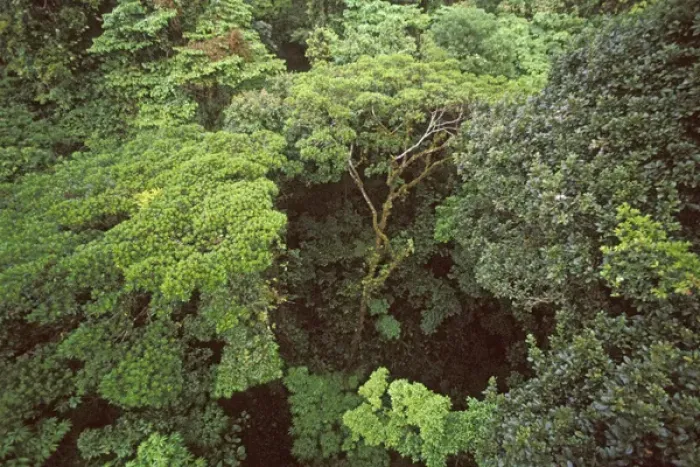 Framed Print : Central America, Costa Rica, Monteverde Cloud Forest