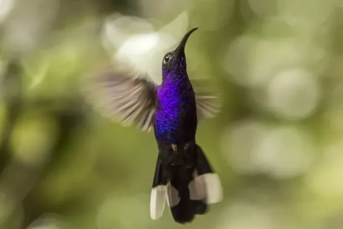 Framed Print : Central America, Costa Rica, Monteverde Cloud Forest Biological Reserve. Violet sabrewing in flight Framed Print : Central America, Costa Rica, Monteverde Cloud Forest Biological Reserve. Violet sabrewing in flight