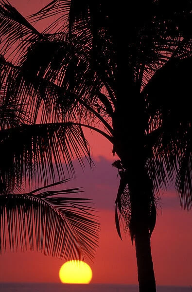 Central America, Costa Rica, Nicoya Peninsula, near Malpais. Sunset and Coconut Palms