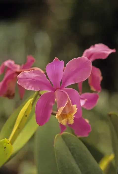 Framed Print : 05. Central America, Costa Rica, Orchid