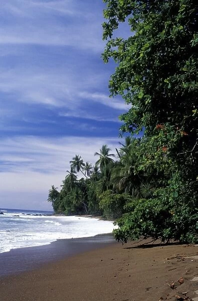 Central America, Costa Rica, Osa Penin, Corcovado National Park. Palm-lined beach