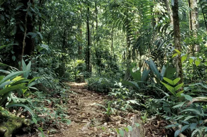 Framed Print : Central America, Costa Rica, Osa Peninsula, Corcovado National Park Trail through Framed Print : Central America, Costa Rica, Osa Peninsula, Corcovado National Park Trail through