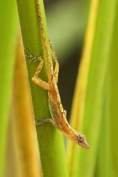 Central America, Costa Rica. Pacific anole lizard on plant