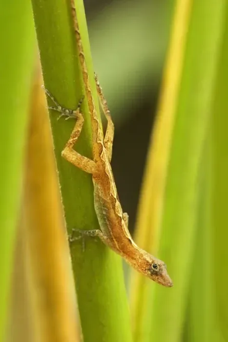 Framed Print : Central America, Costa Rica. Pacific anole lizard on plant Framed Print : Central America, Costa Rica. Pacific anole lizard on plant