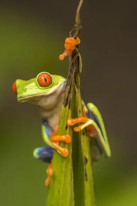 Framed Print : Central America, Costa Rica. Red-eyed tree frog close-up