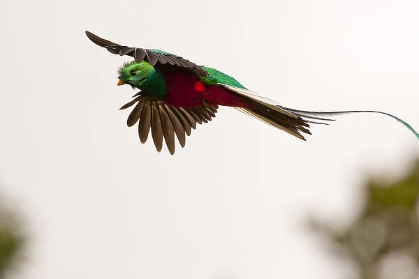 Central America, Costa Rica. Resplendent quetzal in flight