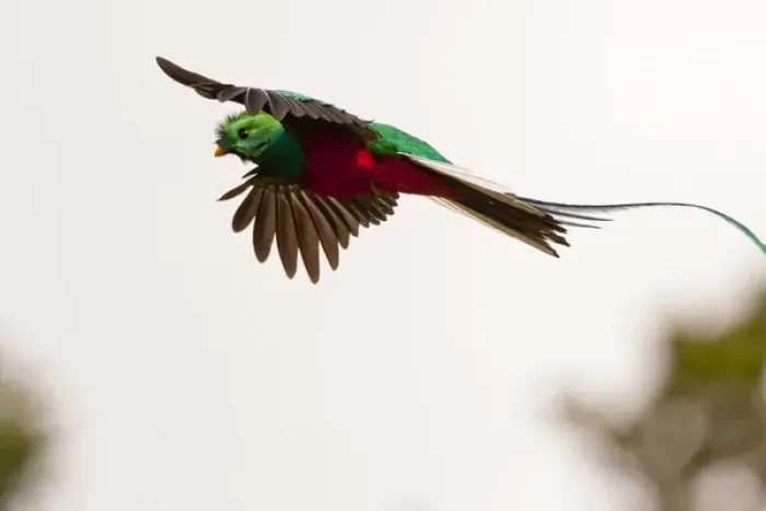 Framed Print : Central America, Costa Rica. Resplendent quetzal in flight
