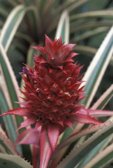 Framed Print : Central America, Costa Rica, San Vito. Wilson Botanical Gardens. Red pineapple bromeliad