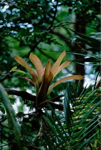 Central America - Costa Rica - San Vito, Wilson Botanical Gardens - Bromeliad