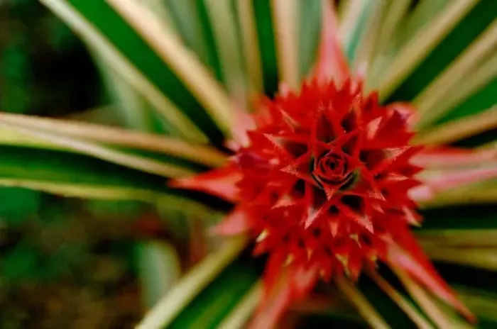 Framed Print : Central America, Costa Rica, San Vito, Wilson Botanical Gardens, Las Cruses Biological Station