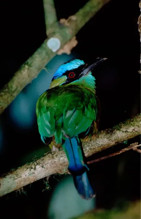 Framed Print : Central America - Costa Rica - San Vito - Wilson Botanical Gardens - Blue-crowned